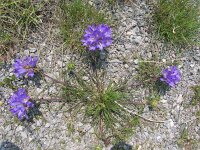 Edraianthus tenuifolius